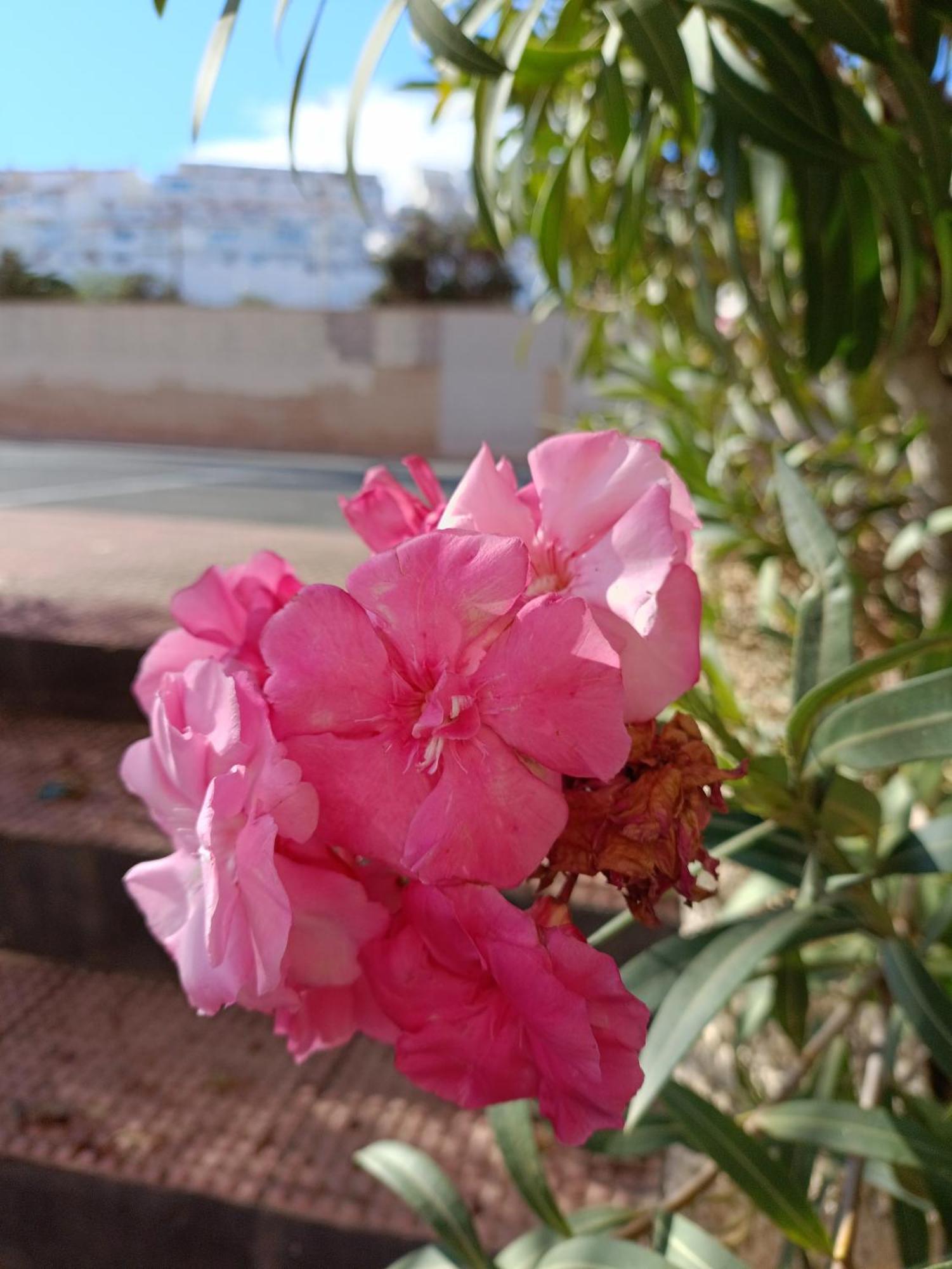 Apartamento Miramar Torrevieja Zewnętrze zdjęcie