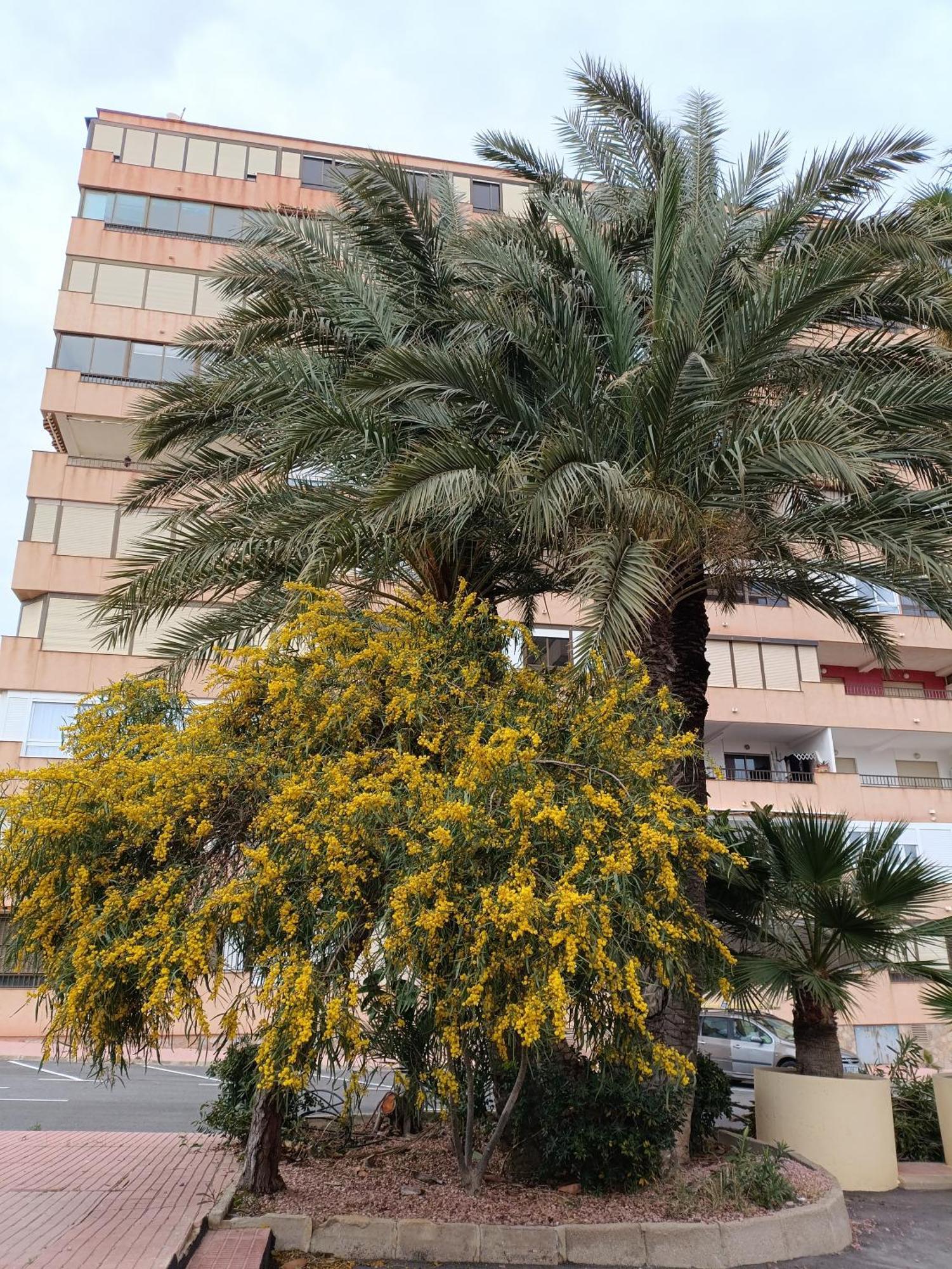 Apartamento Miramar Torrevieja Zewnętrze zdjęcie